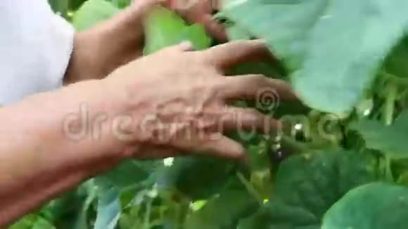 在花园里收集黄瓜视频的预览图