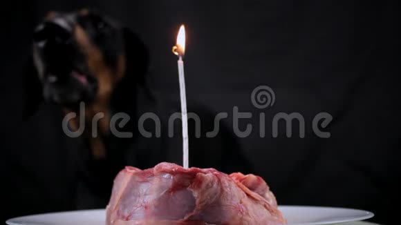 为庆祝生日狗在一块喜庆的肉中吹灭蜡烛视频的预览图