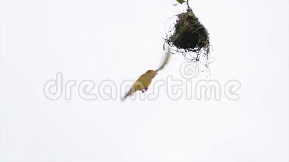 RAppell是一根树枝上的织女视频的预览图