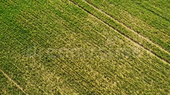 从空中无人机视野中看到绿色的幼麦或谷物品种视频的预览图