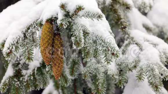 针叶常绿乔木带种子锥下雪了视频的预览图