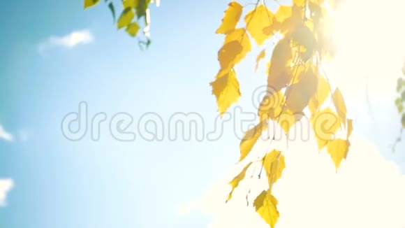 秋天的白桦树的叶子在风中靠近视频的预览图