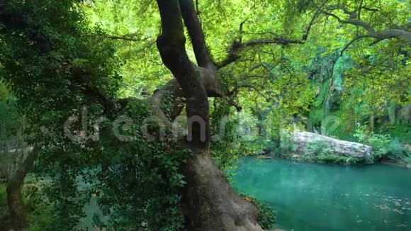 令人惊叹的绿色平静的池塘和瀑布视频的预览图