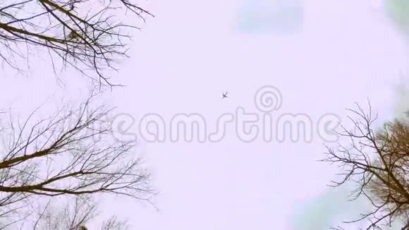 飞机飞过公园里的树木视频的预览图