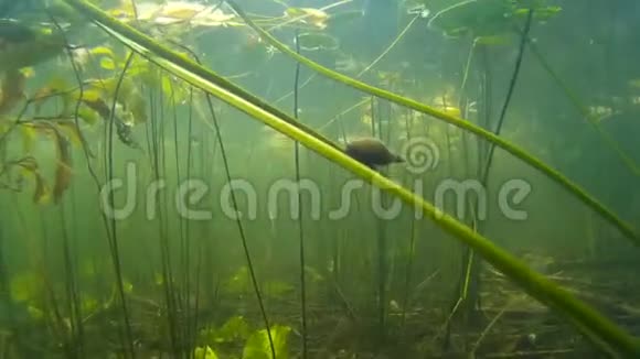 巨大的池塘蜗牛在水中爬行视频的预览图