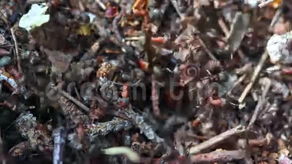 蚂蚁在蚂蚁山工作视频的预览图