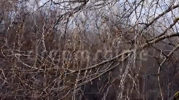 柳树挂在水面上视频的预览图
