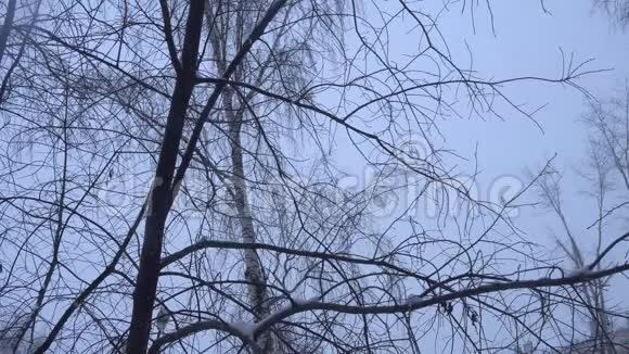 在一个多云的冬日降雪的城市里白雪皑皑的树枝视频的预览图