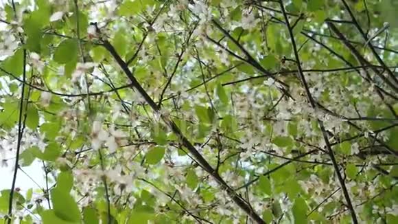 美丽盛开的樱花树在温暖春天的阳光下视频的预览图