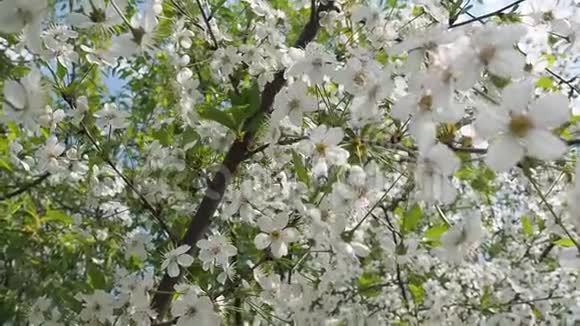 美丽盛开的樱花树在温暖春天的阳光下视频的预览图