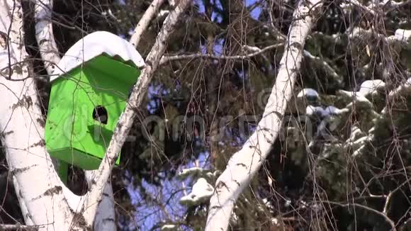 在公园的冬天木制的绿色鸟舍挂在桦树上视频的预览图