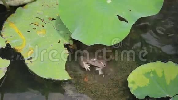岩石上的青蛙视频的预览图
