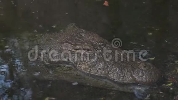 特写镜头美洲鳄鱼在池塘里美国视频的预览图