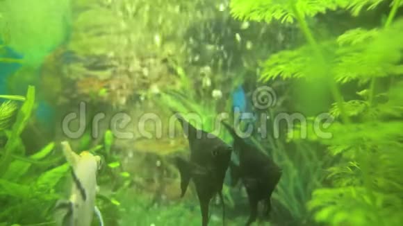 金鱼藻中的角藻黑白色视频的预览图