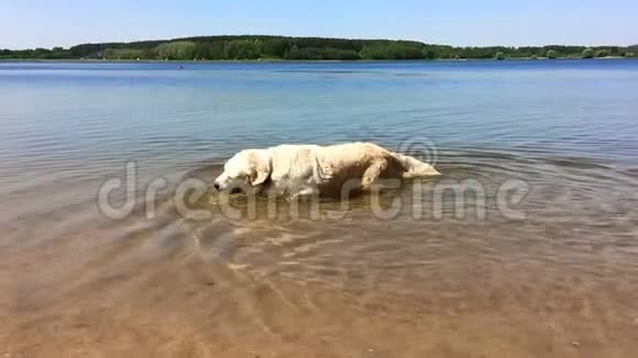 宠物的幸福生活金毛猎犬正在湖中嬉戏从羊毛中摇来摇去动作缓慢视频的预览图