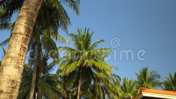 棕榈树的大绿叶在风中发育越南岛上阳光明媚的一天视频的预览图