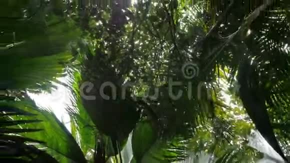 热带森林中郁郁葱葱的绿叶椰子棕榈树从地板高处透视视频的预览图