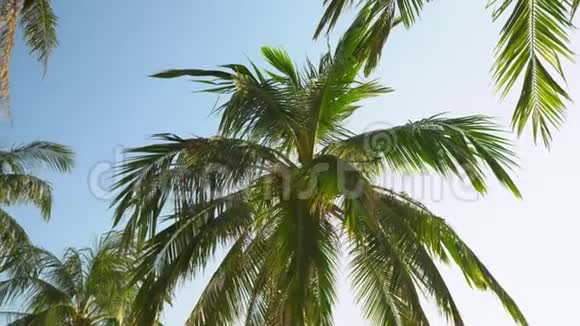 棕榈树的大绿叶在风中发育越南的岛上矗立着一棵大树枝棕榈树很漂亮视频的预览图