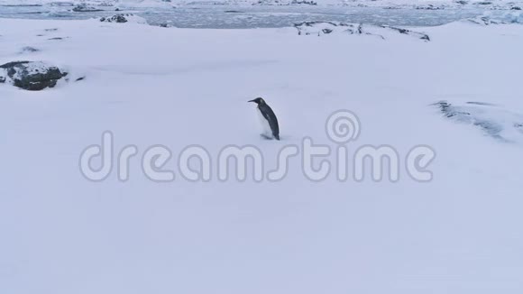 孤王企鹅南极雪地景观视频的预览图