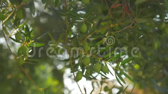 阳光明媚的日子绿树枝上挂着橄榄视频的预览图