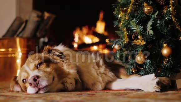 这只狗躺在一棵圣诞树附近背景是燃烧的壁炉视频的预览图