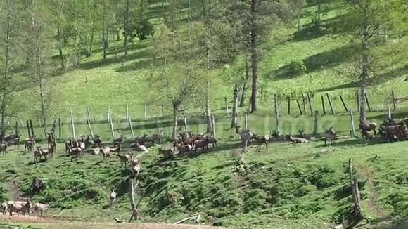 农村牧场上的野生驯鹿视频的预览图