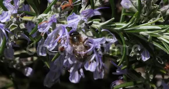 欧洲蜜蜂蜜蜂蜜蜂蜜蜂觅食迷迭香花授粉行为诺曼底实时4K视频的预览图
