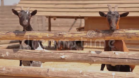 山羊在农场的鸟舍里山羊从篱笆后面看镜头一只山羊在现代农场里视频的预览图
