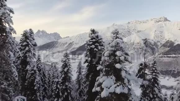 白雪覆盖的松树和奇山的壮丽冬季景观视频的预览图