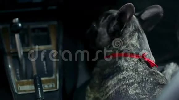 女人在夜间驾车时抚摸法国斗牛犬视频的预览图