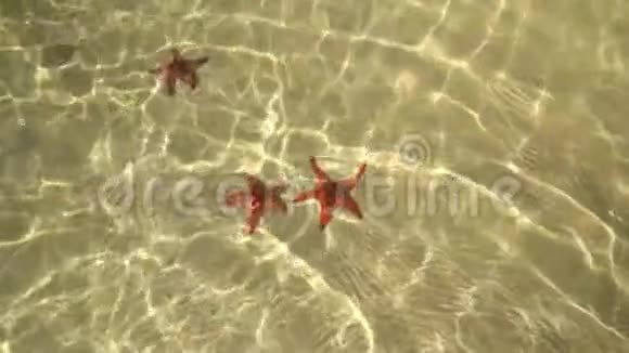 红鱼躺在海底上面相机的类型太阳耀斑来自底部的波浪小矮人红色视频的预览图