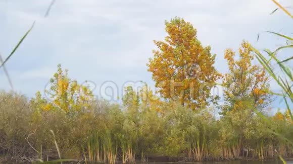 一棵小湖岸上有黄秋叶的树视频的预览图