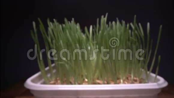 在家种植可食用草在白锅里从种子中取出的绿色芽生物食品健康的饮食生活方式视频的预览图