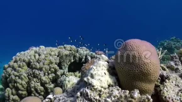 红海暗礁上的双色拉鱼群视频的预览图