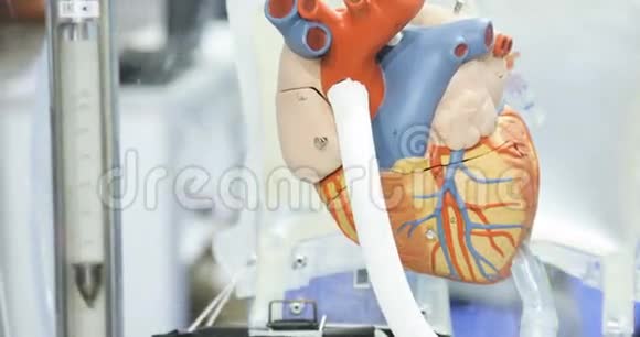 人工血液循环人人工心脏心脏模型捐助者之心视频的预览图