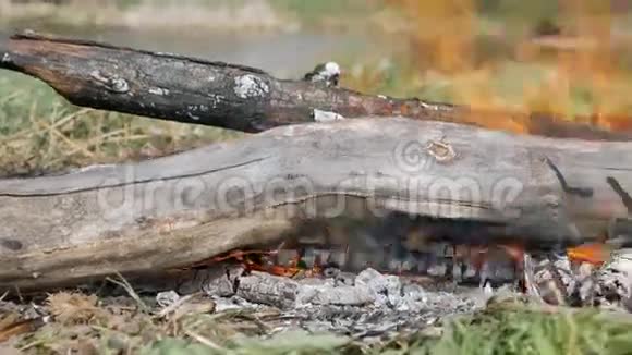 一火火焰吃干树枝视频的预览图