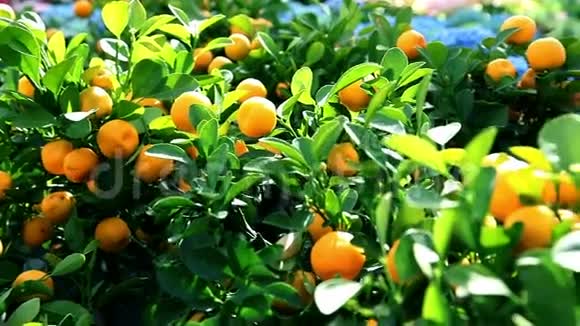 橘子果实在树上视频的预览图