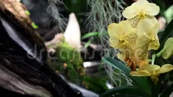 黄色兰花的花朵视频的预览图