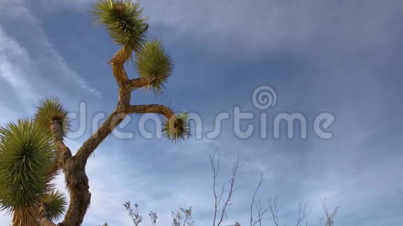 乔舒亚树种在蓝天和白云背景上视频的预览图