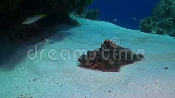 沙底的蝎子鱼视频的预览图