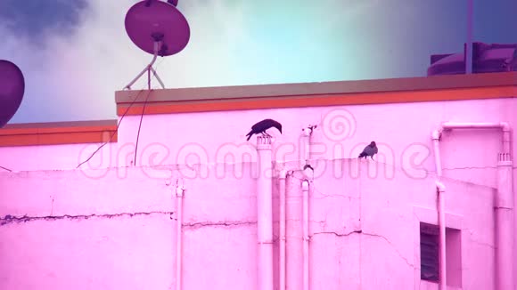 黑乌鸦坐在房子顶上的一根烟斗上云在蓝天的背景下掠过视频的预览图