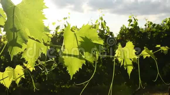 夏天绿藤在葡萄园里叶子意大利托斯卡纳地区4UHD视频视频的预览图