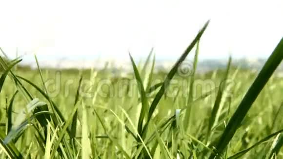 风吹过草地视频的预览图