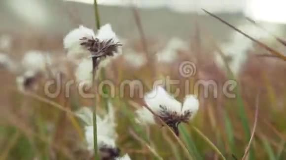 棉花田白成熟的棉花准备收割田间种植棉花视频的预览图
