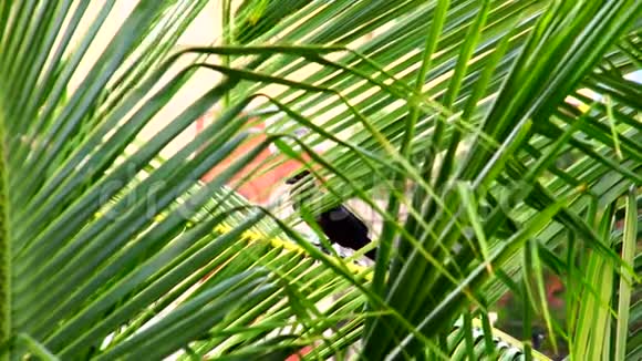 乌鸦坐在椰子树叶子上视频的预览图
