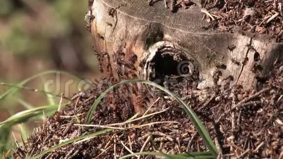 蚂蚁和蚂蚁蚂蚁从树洞里爬出来视频的预览图
