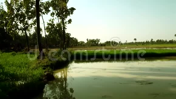 有棕榈树的稻田有小池塘的美丽自然稻田视频的预览图