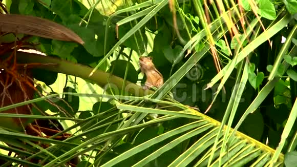 一只松鼠吃绿棕榈椰子树叶子视频的预览图
