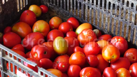 越南大拉特市唐杜贡区花园收获的新鲜番茄视频的预览图