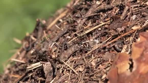 蚂蚁和蚂蚁蚂蚁拿着树枝视频的预览图